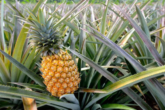L’ananas est-il vraiment un aphrodisiaque 