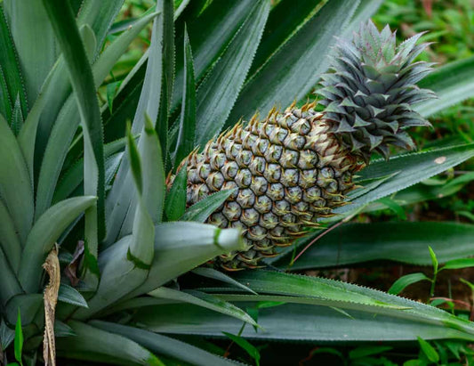 Ananas et libido : quels effets sur le désir sexuel 